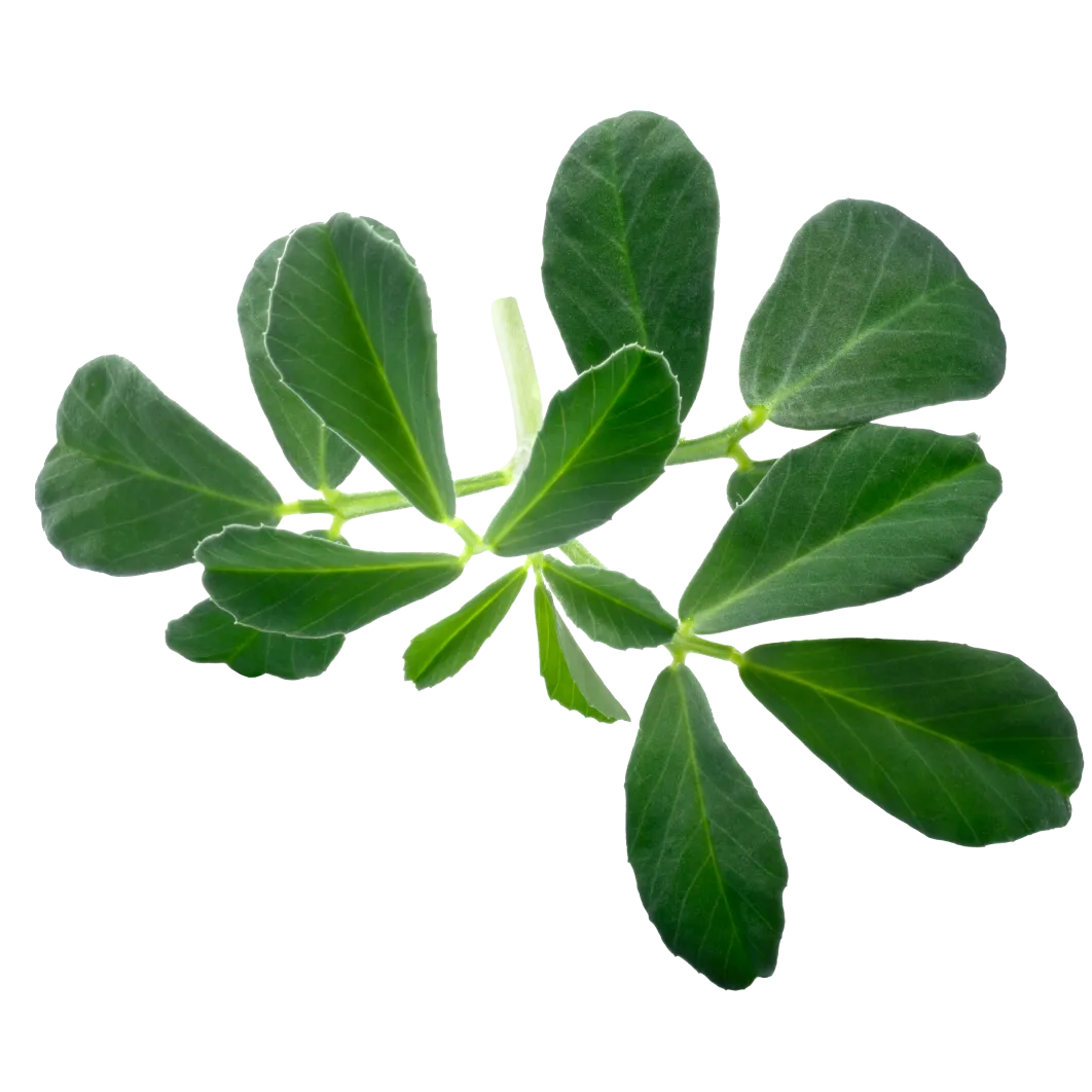 Classic Fenugreek